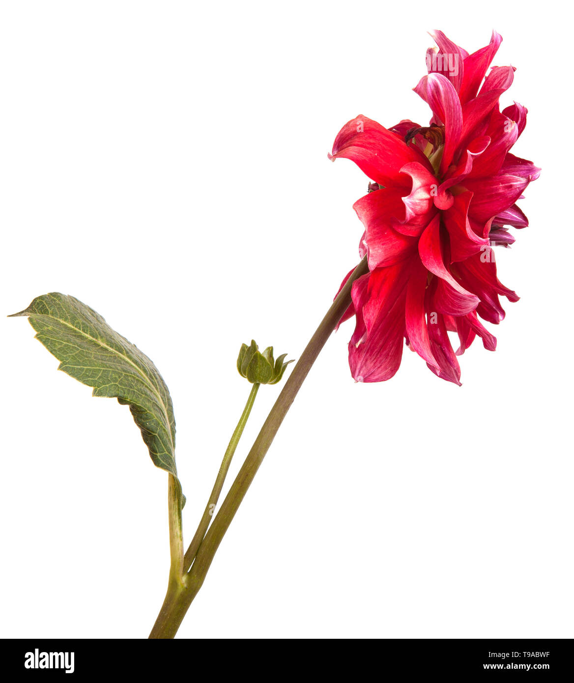dahlia flower isolated on white background Stock Photo - Alamy