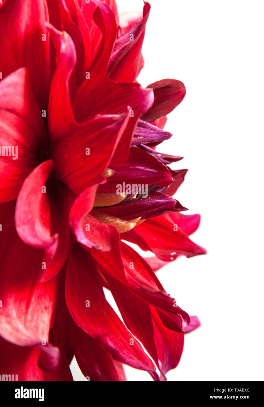 dahlia flower isolated on white background Stock Photo - Alamy