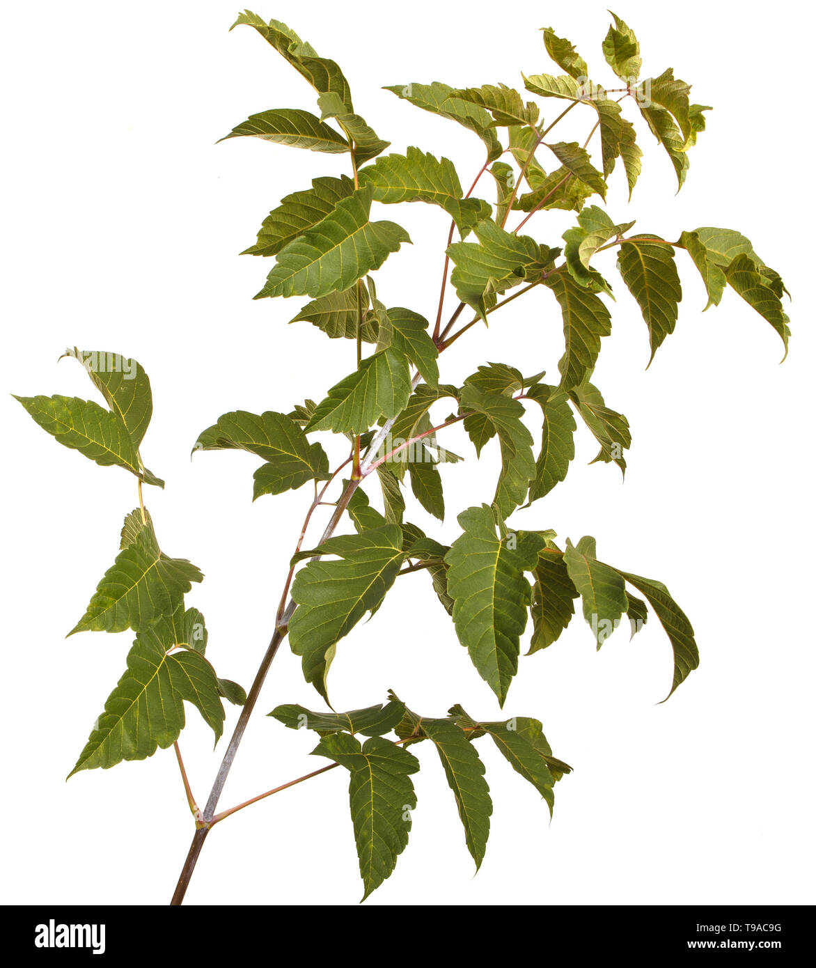 maple leaves isolated on white background Stock Photo - Alamy