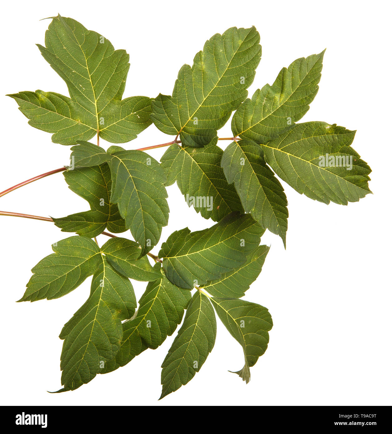 maple leaves isolated on white background Stock Photo - Alamy