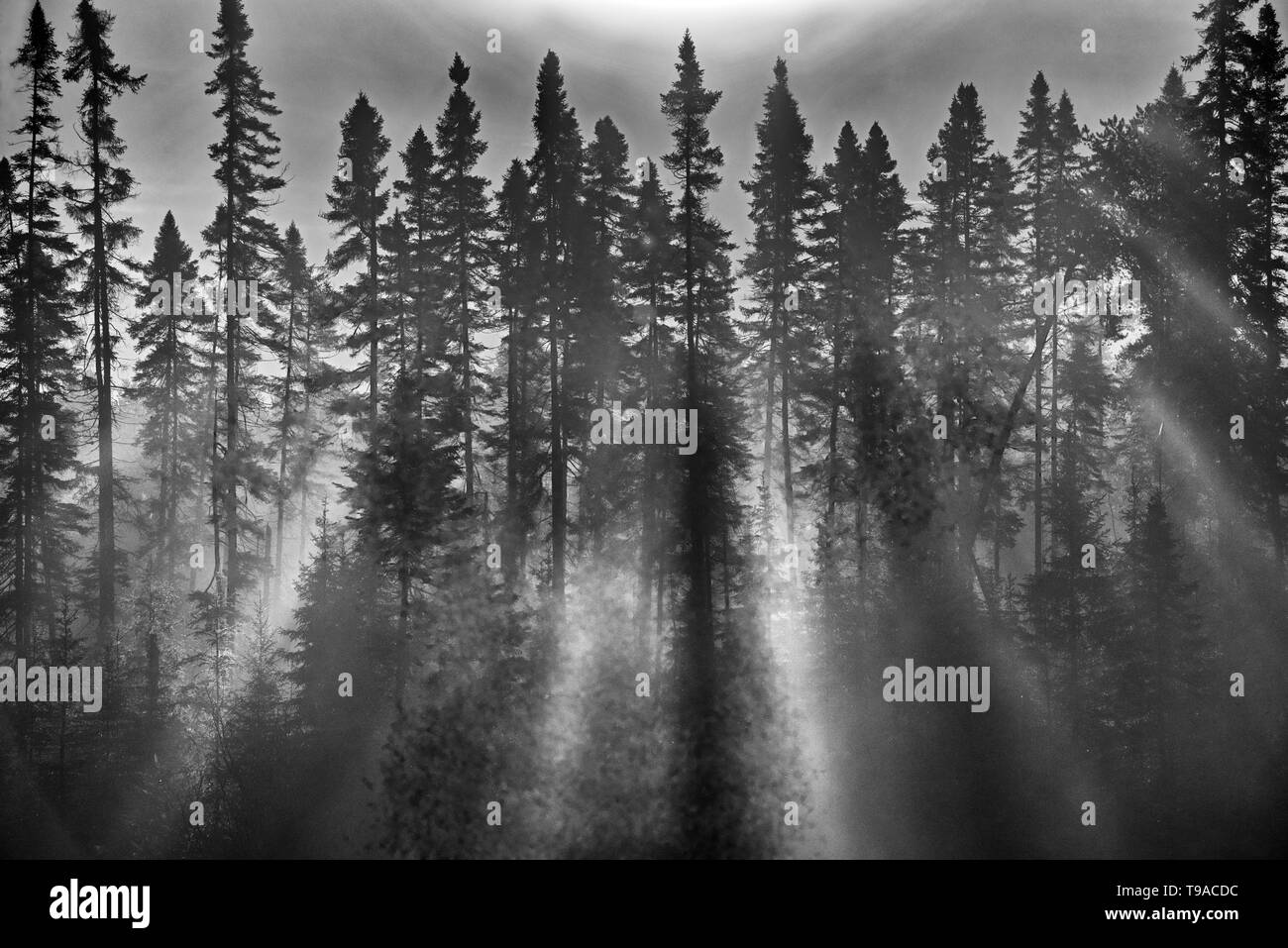 Fog in boreal forest at sunrise Latulipe Quebec Canada Stock Photo