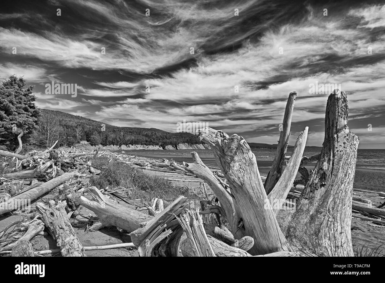 Driftwood along La Plage de Penouille (Atlantic Ocean) Forillon National Park Quebec Canada Stock Photo