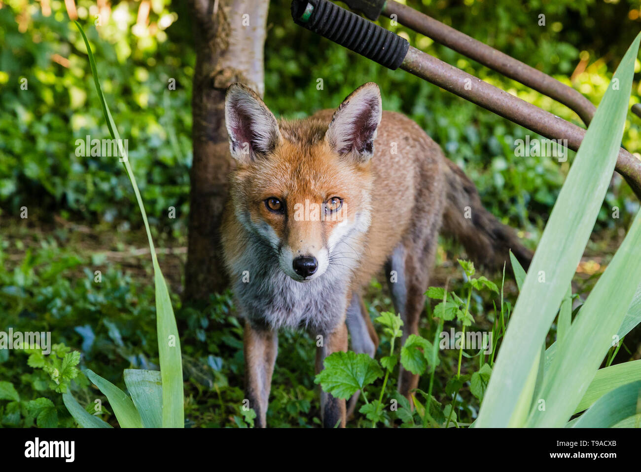 Red fox in a garden in Kent, UK. Stock Photo