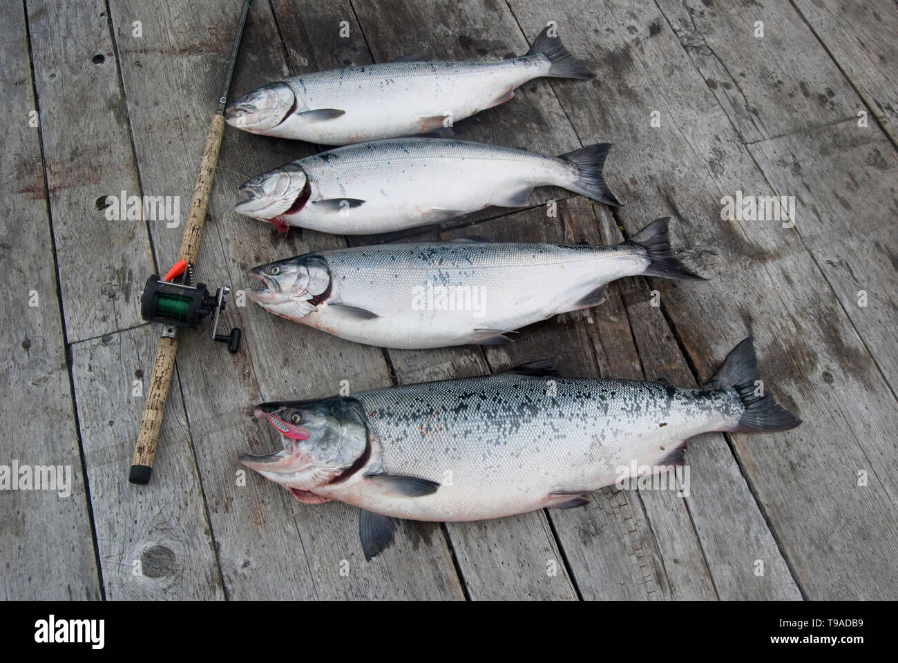 British Columbia, Canada, Salmon fishing at King Salmon Resort, Rivers