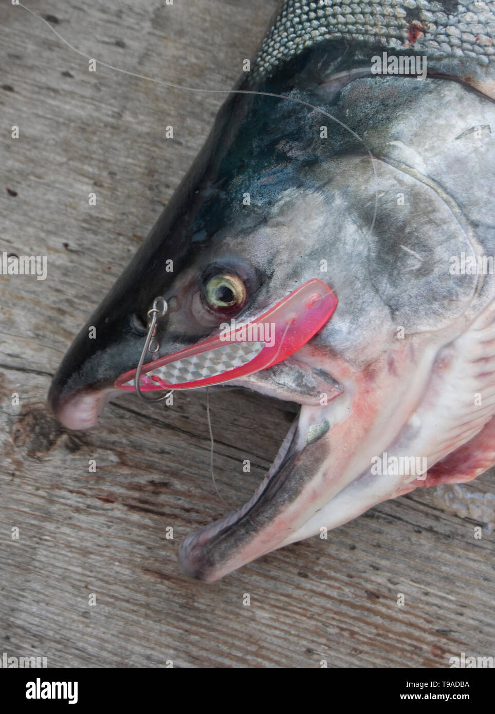 British Columbia, Canada, Salmon fishing at King Salmon Resort, Rivers