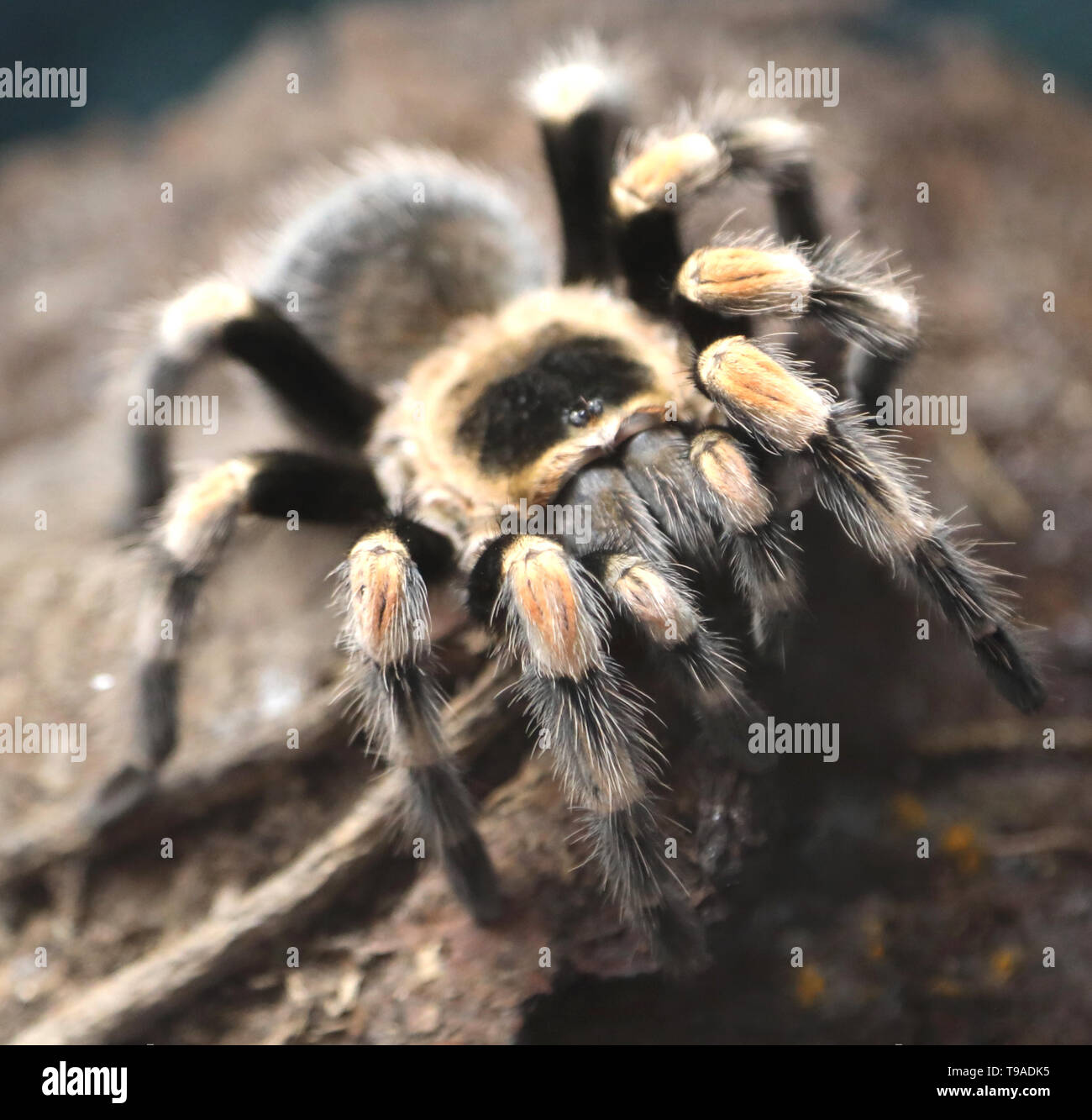 giant poisonous hairy spider photographed closely in the Amazon ...