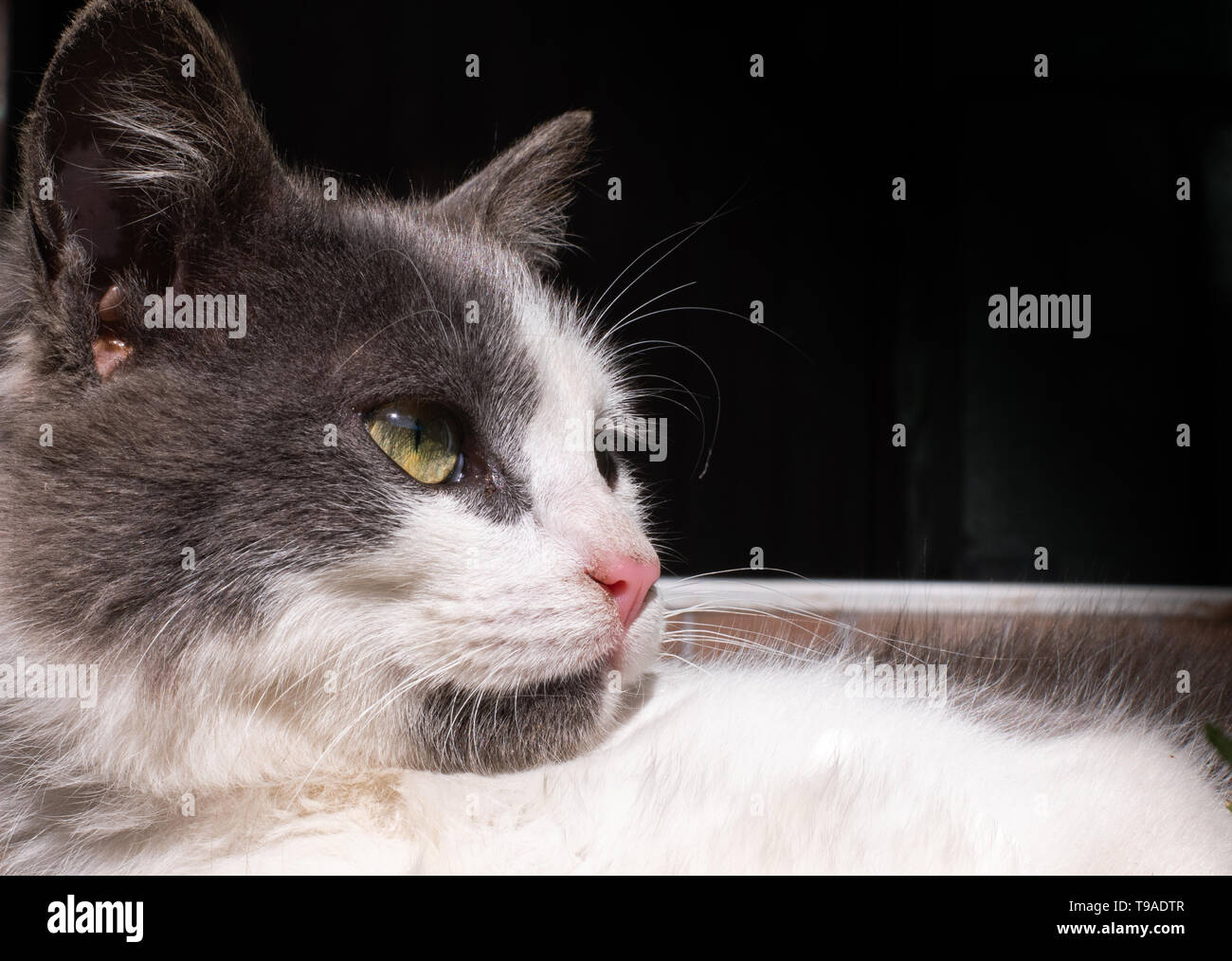 Fluffy cat enjoying in the sunny day Stock Photo - Alamy