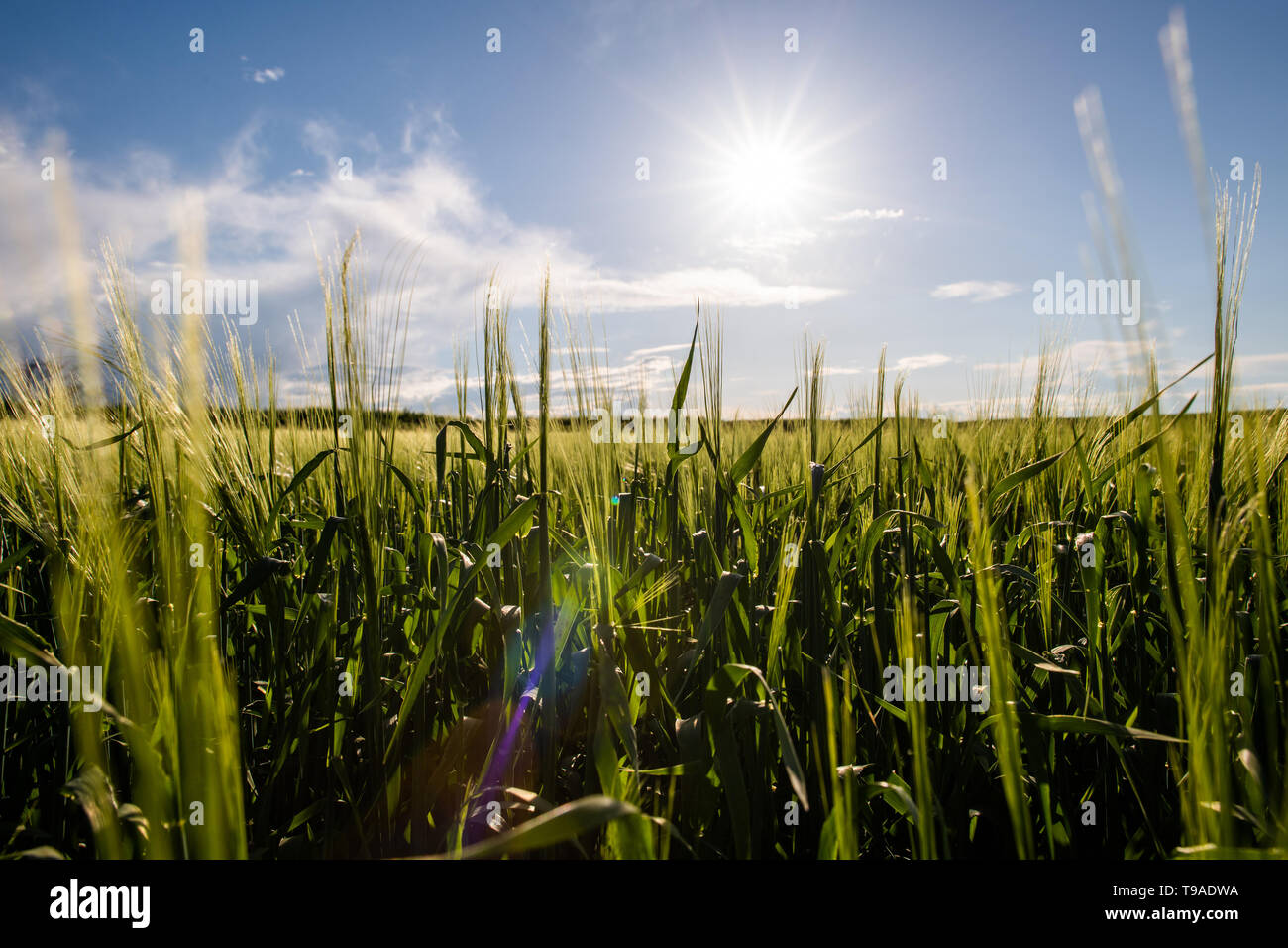 Young wheat fields in sunny day Stock Photo - Alamy