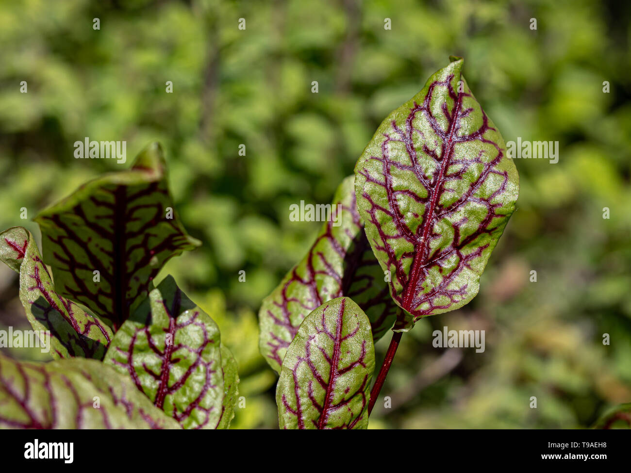 bloody dock healthy herbs close up with green background and copy space Stock Photo