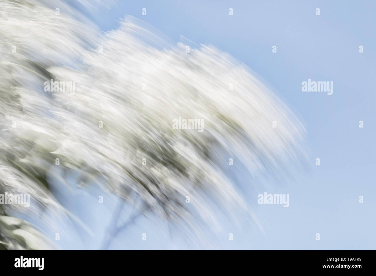 Abstract photograph of leaves and branches, created using intentional camera movement. Stock Photo