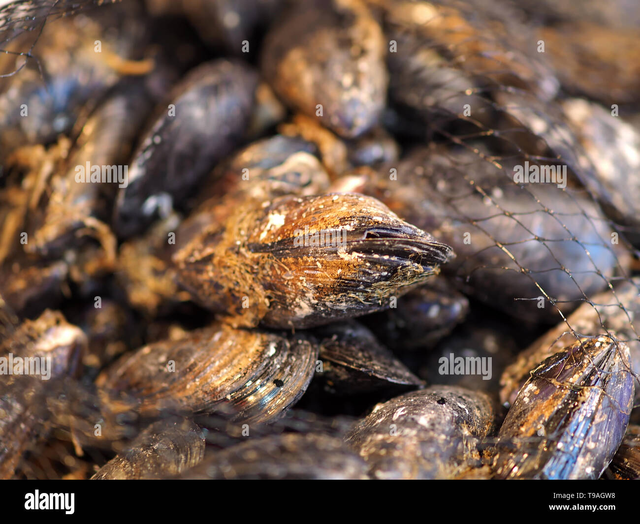 Macro of fresh mussels at a food market Stock Photo Alamy