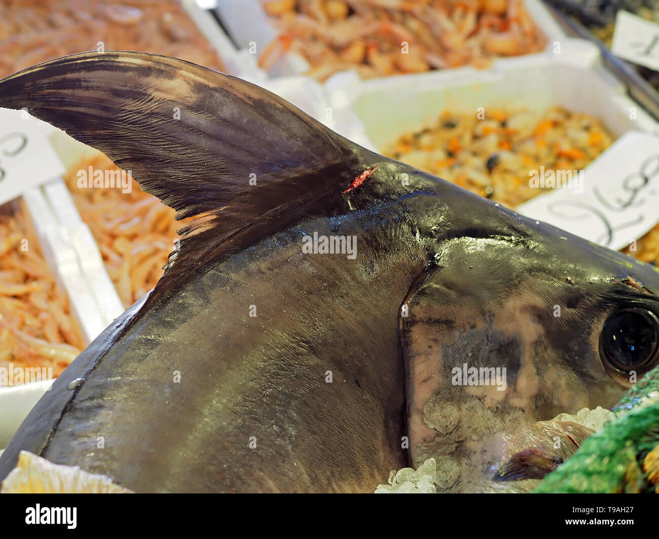 Big swordfish at a food market Stock Photo