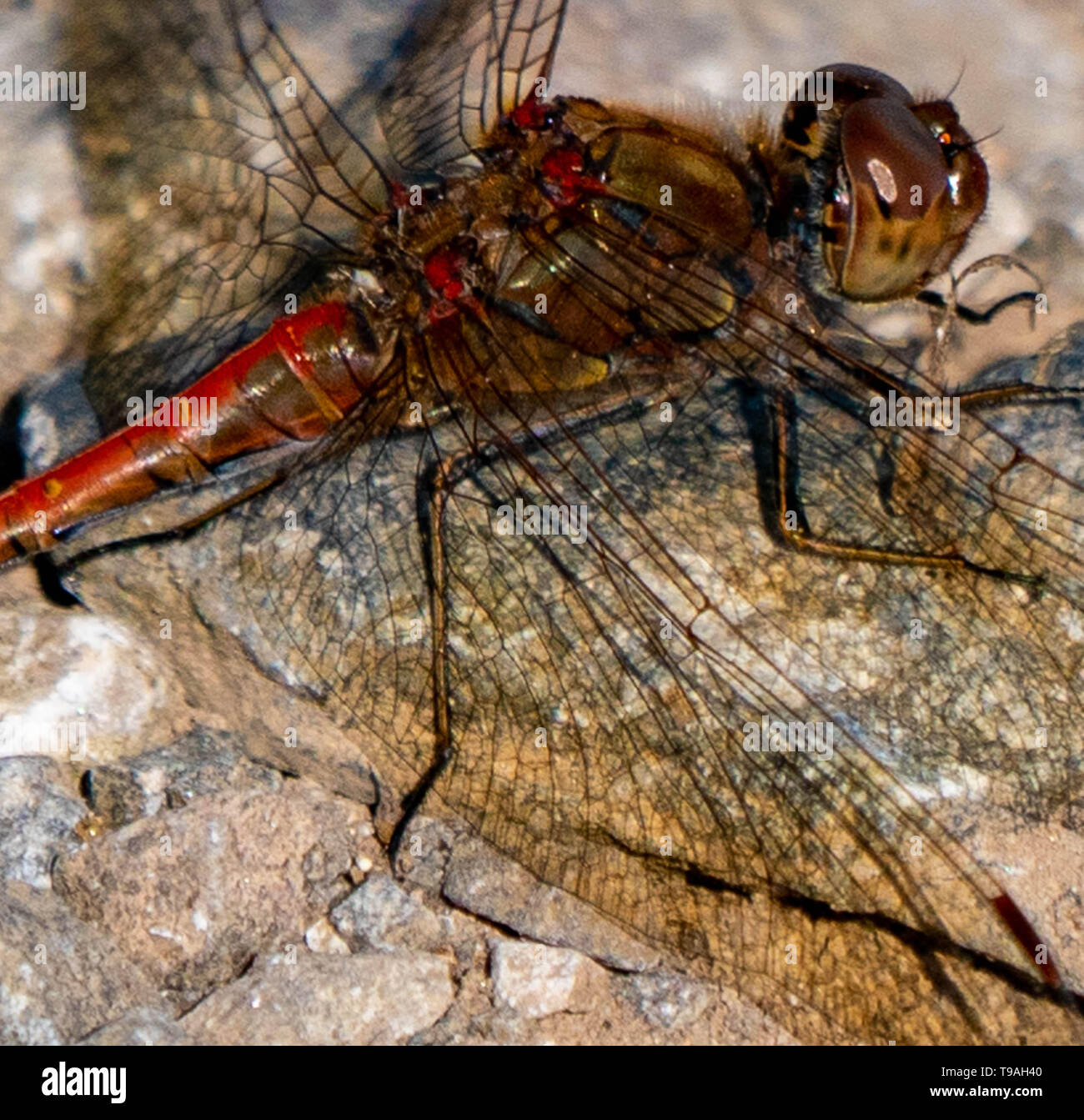 dragon fly perched on a rock Stock Photo