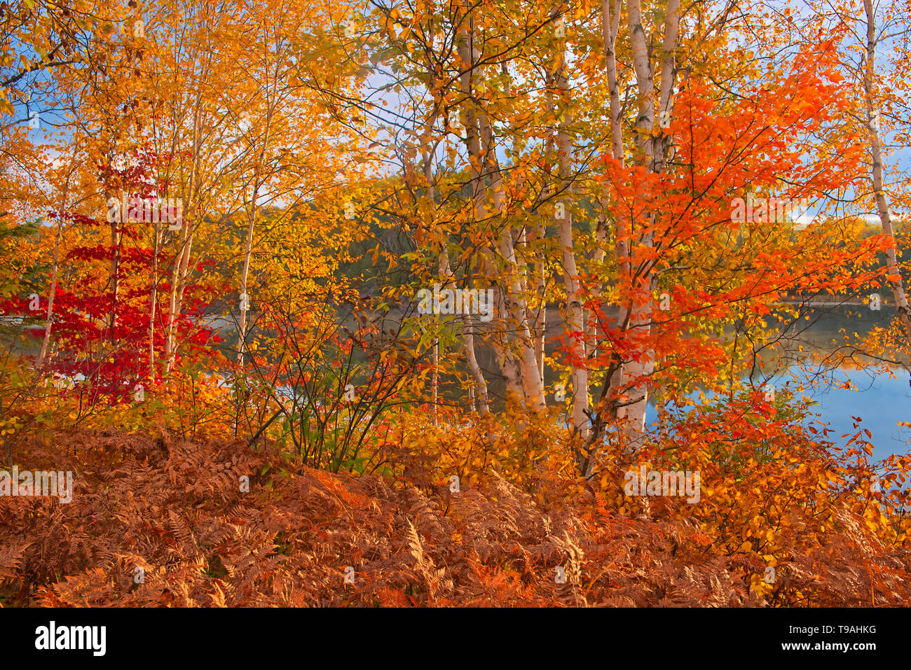 Autumn colors along the Vermilion River in the Sudbury District. The