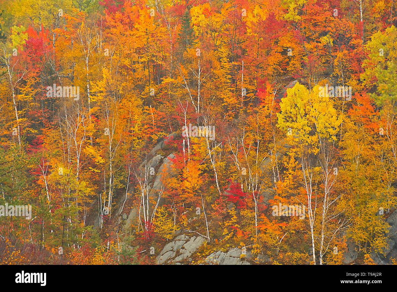 Autumn colors along the Vermilion River in the Sudbury District, The