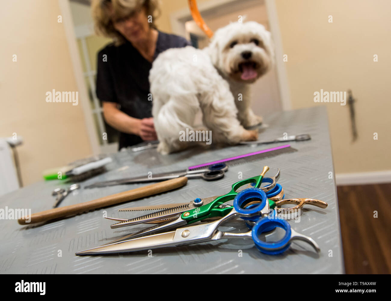 Hamburg Germany 14th May 2019 Heike Hulsebusch Dog