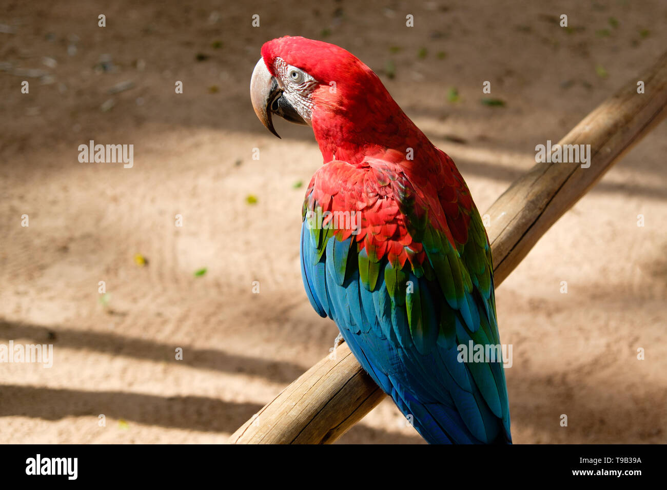 Colourful macaw parrot sitting on a wooden perch Stock Photo - Alamy