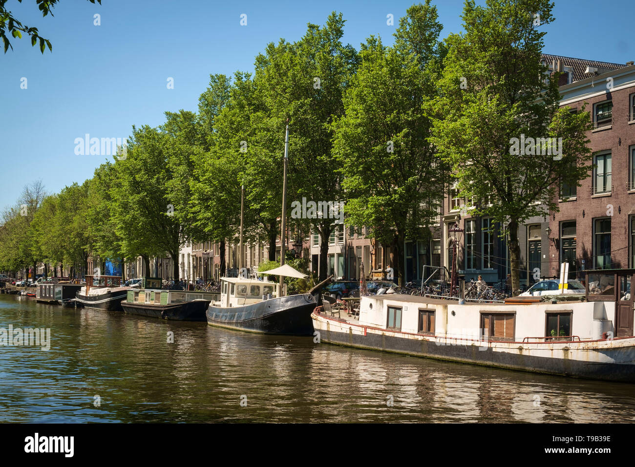 Sunlit houseboats and Dutch elms on an Amstredam canal, The Netherlands. Stock Photo