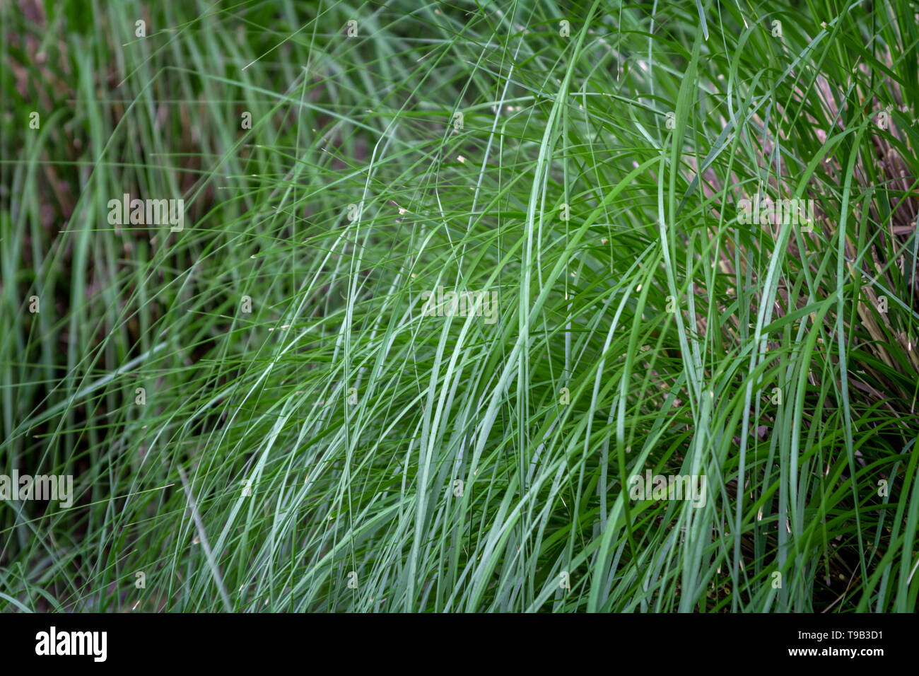Ornamental drought tolerance grass Stock Photo