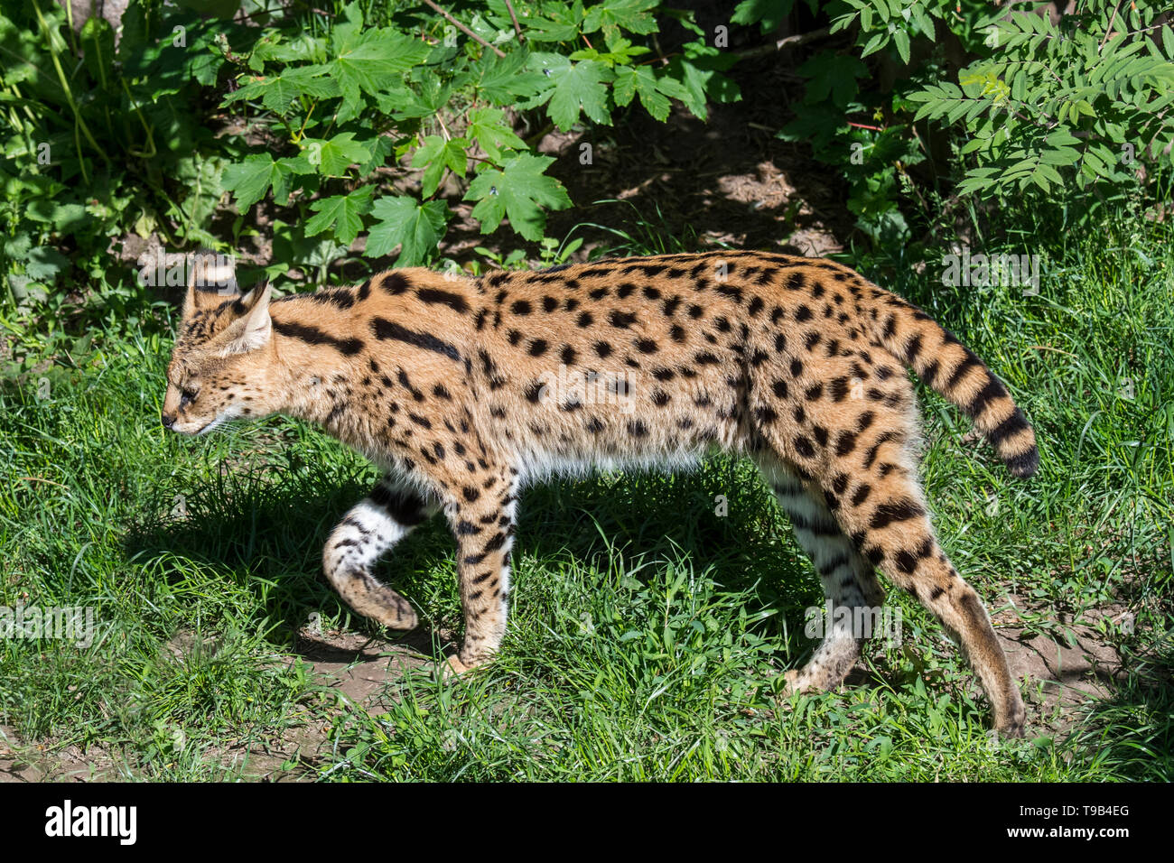 Captive serval (Leptailurus serval / Felis serval) wild cat / feline