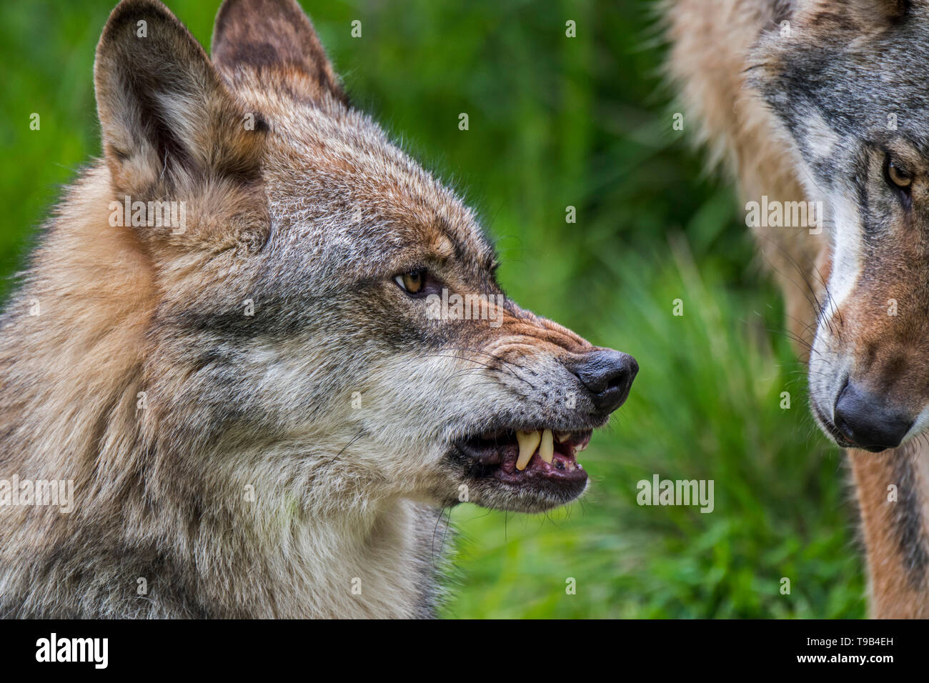 Angry, confident and dominant wolf (Canis lupus) showing ears in upward position, wrinkled nose and baring its fangs while snarling / growling Stock Photo