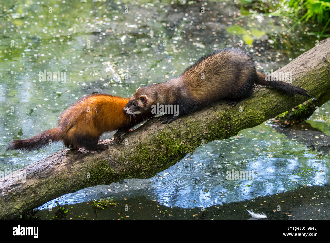 Two European polecats (Mustela putorius) male and female crossing water of pond / stream over fallen tree Stock Photo