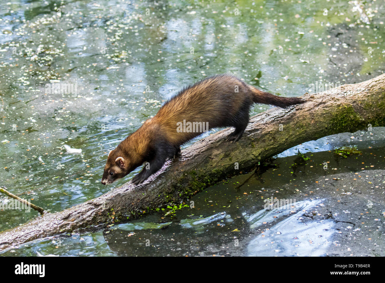 European polecat (Mustela putorius) male crossing water of pond / stream over fallen tree Stock Photo