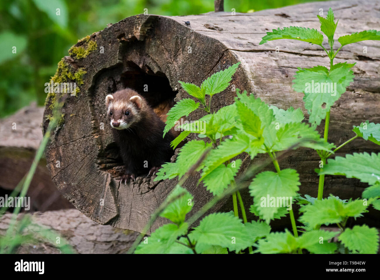 European polecat (Mustela putorius) female emerging from nest in hollow tree trunk in forest Stock Photo