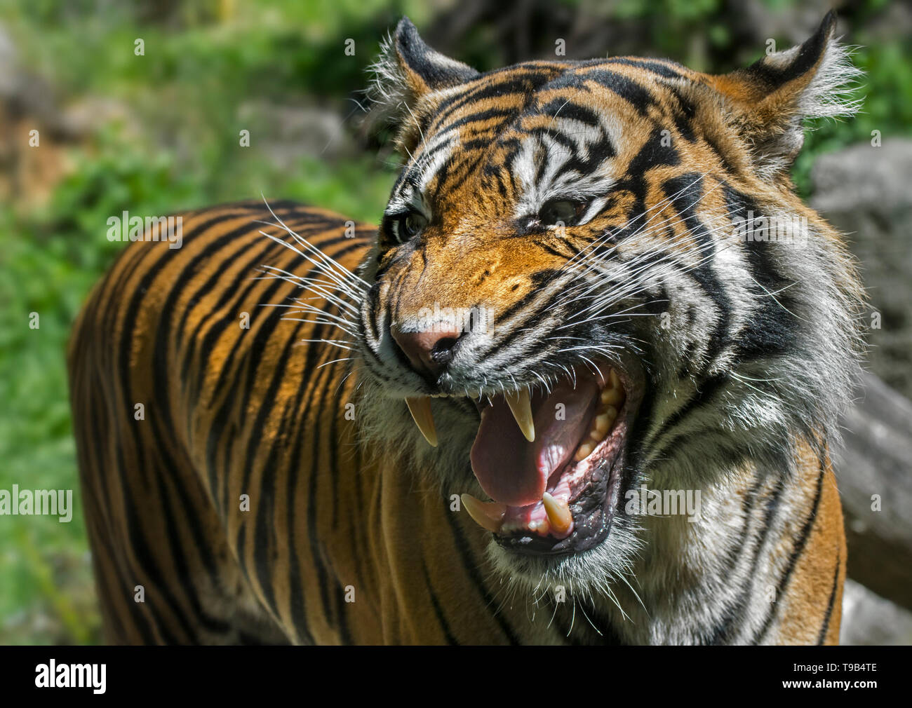 Close-up of growling / roaring Sumatran tiger (Panthera tigris sondaica) showing incisors and canines in open mouth, native to Sumatra, Indonesia Stock Photo