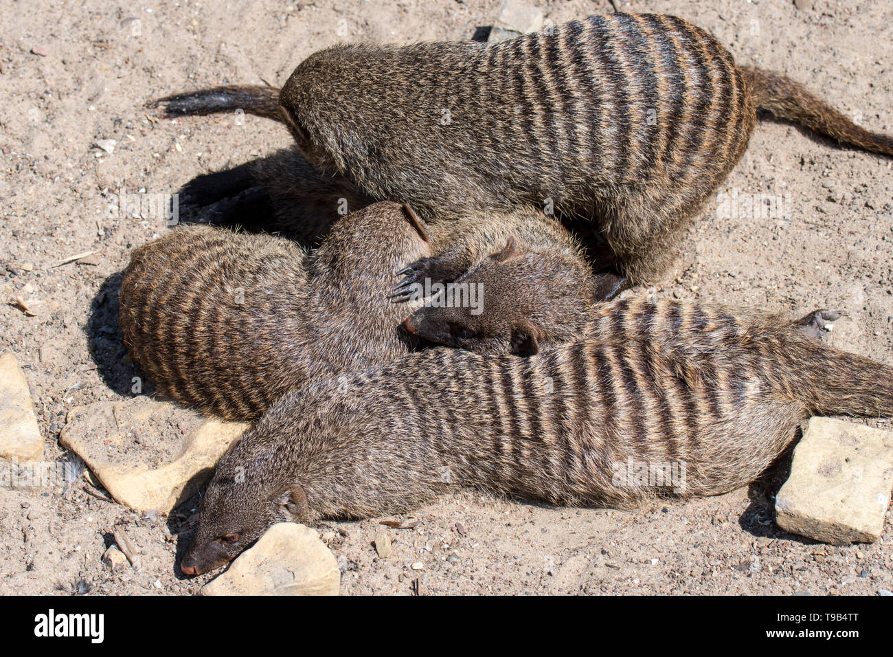 Snuggling banded mongooses (Mungos mungo) sleeping / resting huddled together in banded mongoose colony, native to Africa Stock Photo