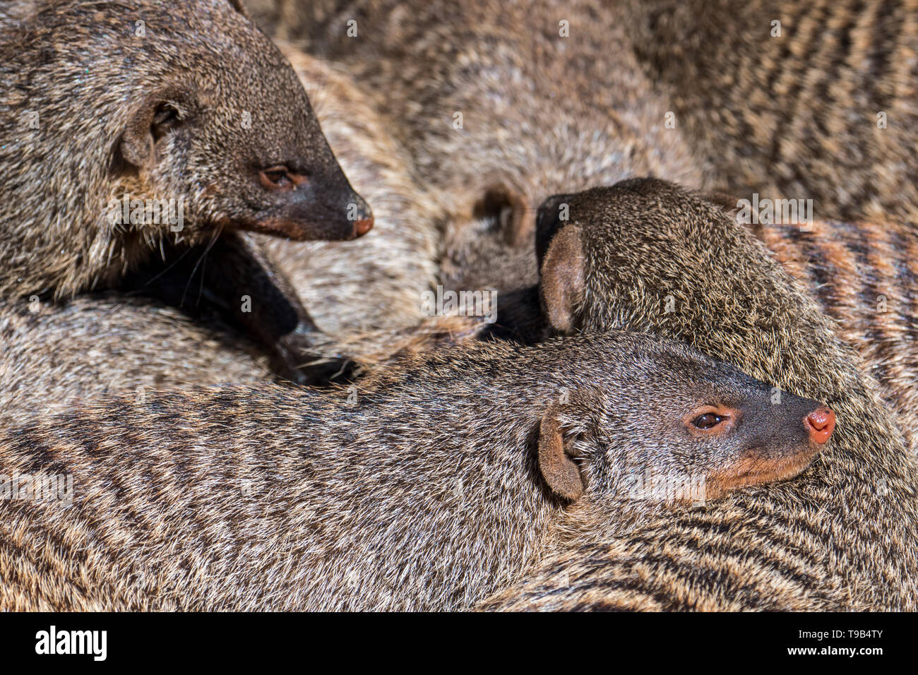 Snuggling banded mongooses (Mungos mungo) sleeping / resting huddled together in banded mongoose colony, native to Africa Stock Photo