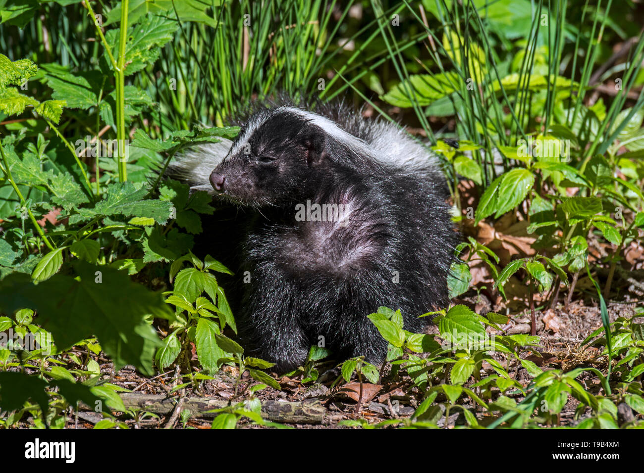 Striped skunk (Mephitis mephitis) foraging in meadow, native to southern Canada, the United States and northern Mexico Stock Photo