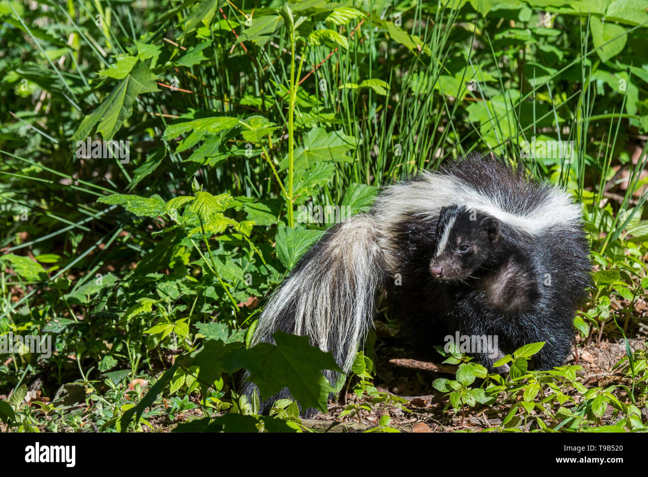 Striped skunk (Mephitis mephitis) foraging in meadow, native to southern Canada, the United States and northern Mexico Stock Photo