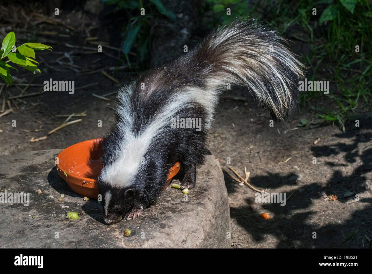 Skunk Eating High Resolution Stock Photography and Images Alamy