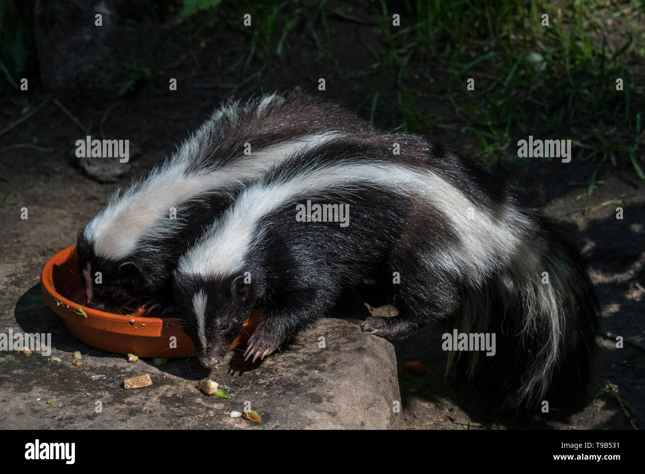Two young striped skunks (Mephitis mephitis) eating cat food in garden at dusk Stock Photo