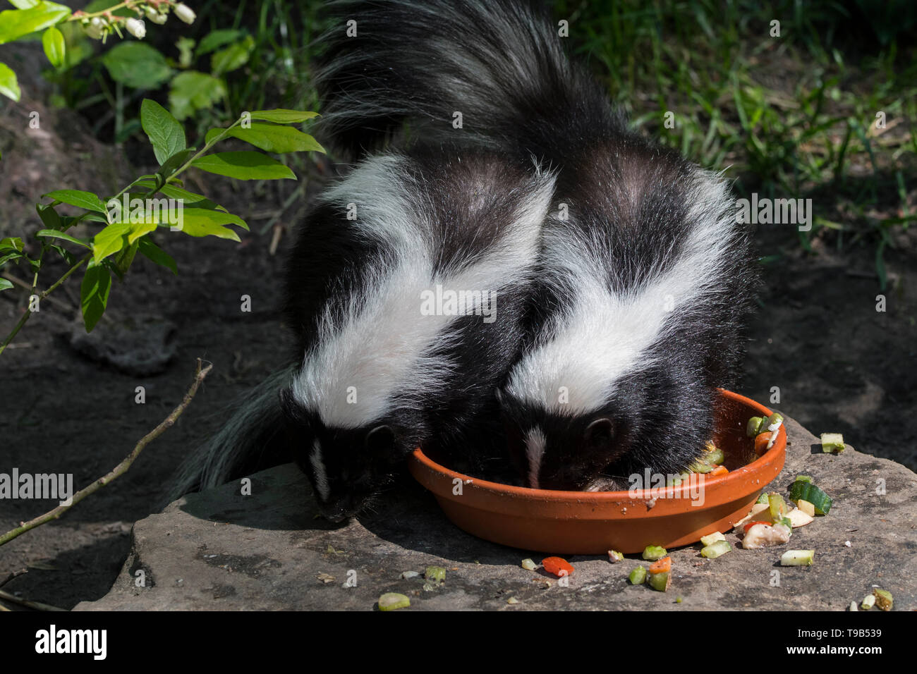 Two young striped skunks (Mephitis mephitis) eating cat food in garden at dusk Stock Photo