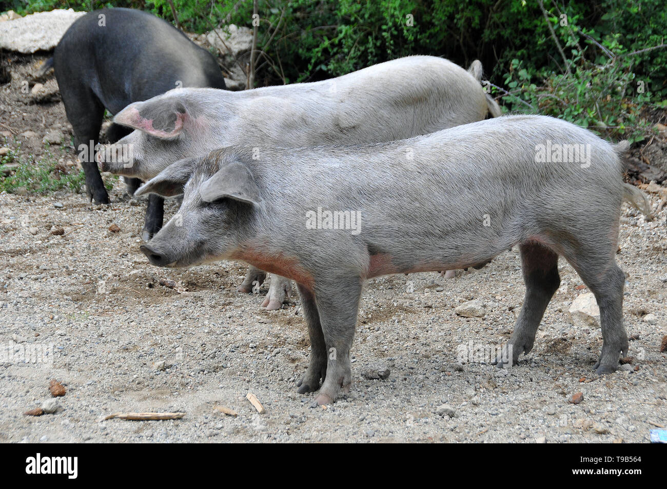 Corsica pig hi-res stock photography and images - Alamy