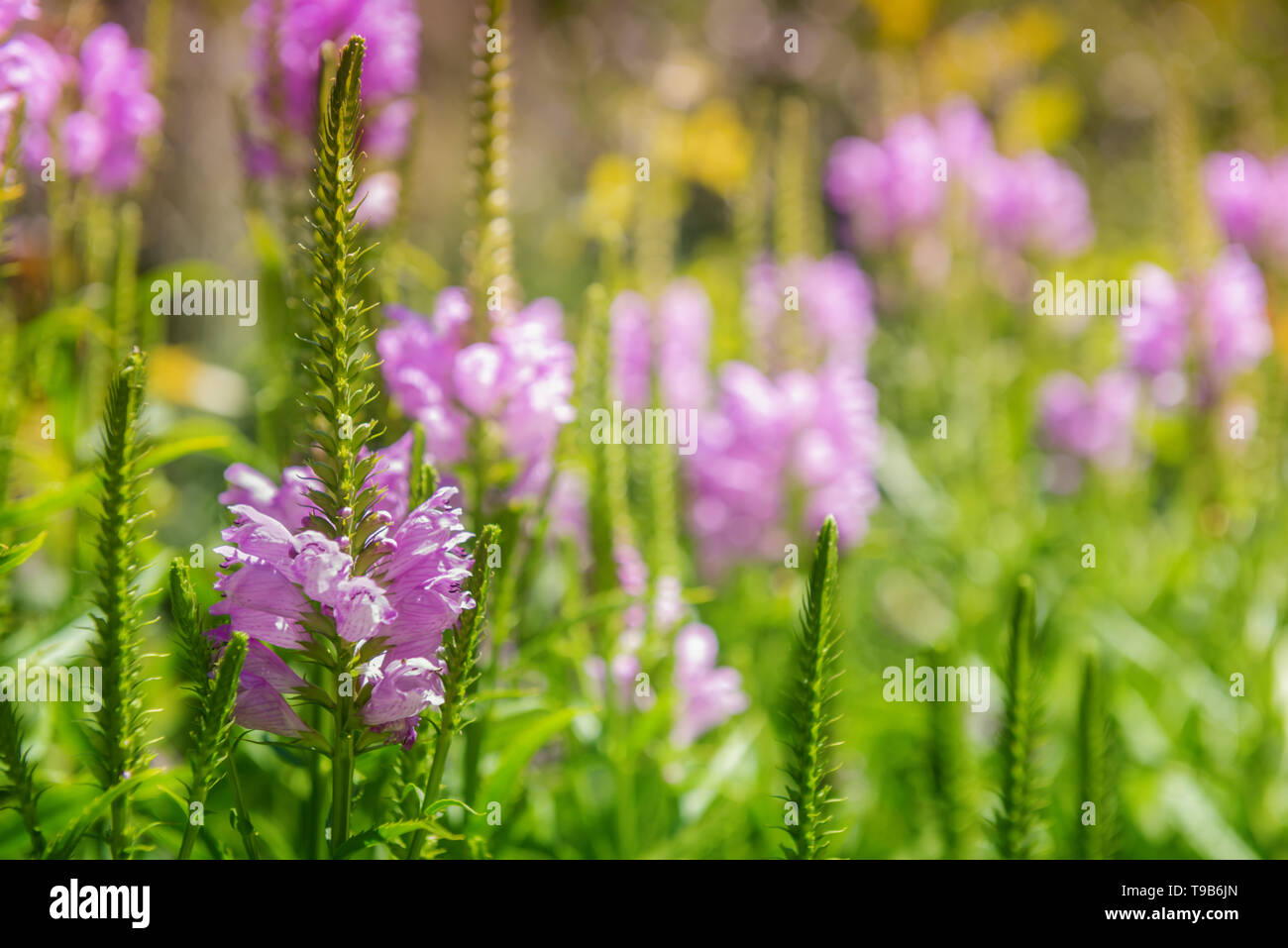 Close-up of beautiful wild pink flower in green grass at sunrise. Unfocused blooming meadow at background. Selective focus. Summer or spring horizonta Stock Photo