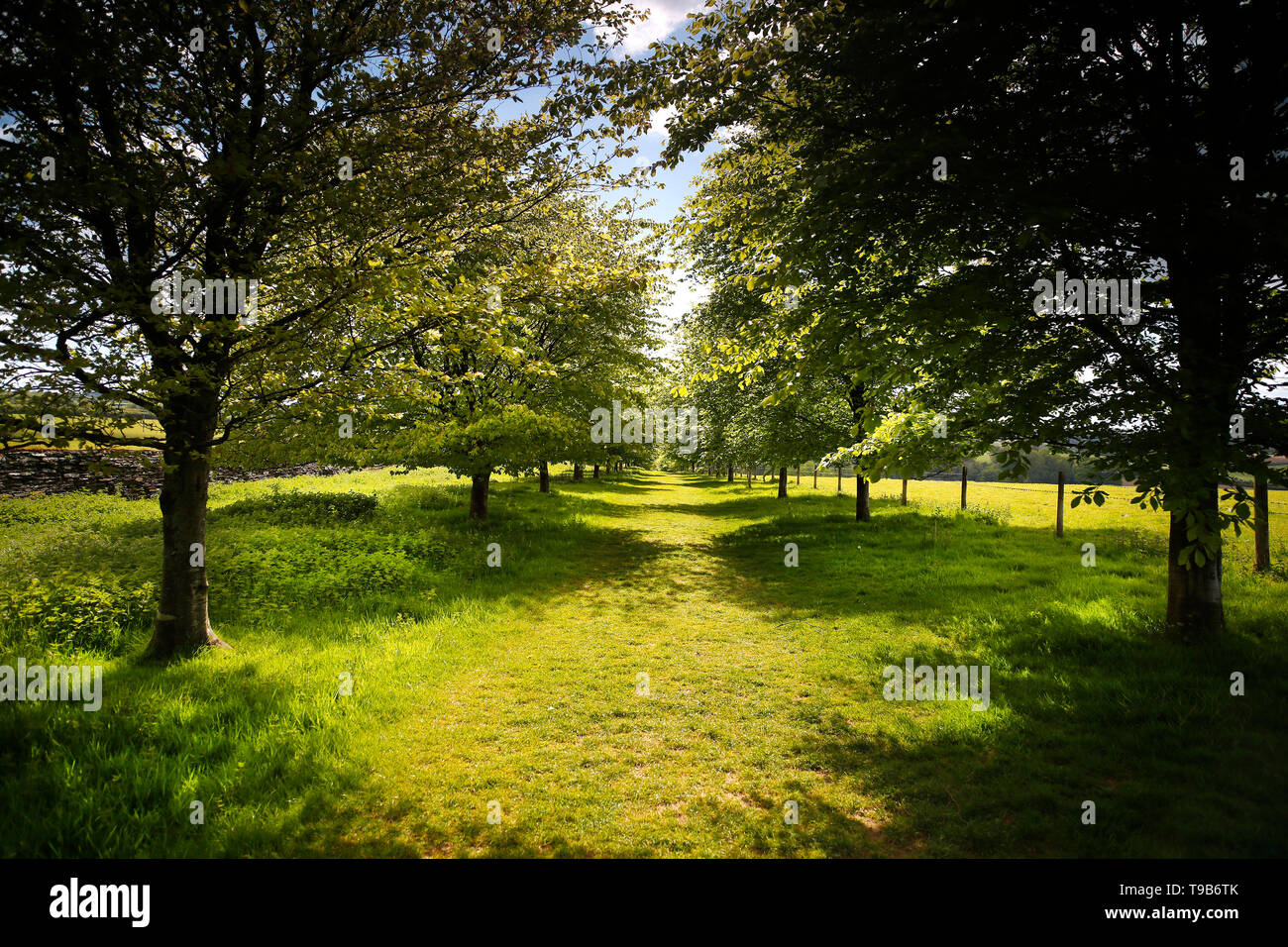 Countryside in Devon, UK, showing an avenue of trees. Stock Photo