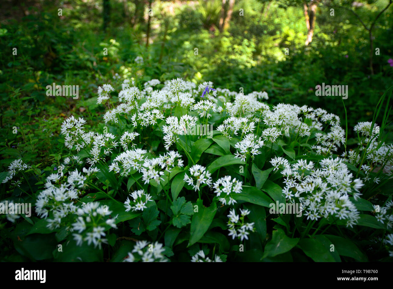 Wild garlic growing in Devon UK. Stock Photo