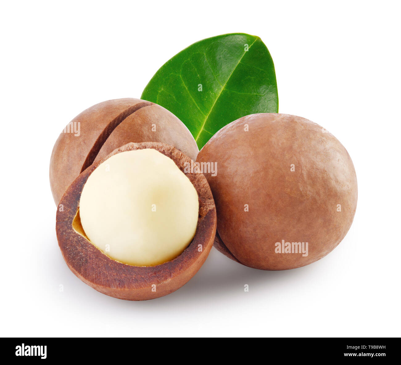 Whole and open australian macadamia nut with green leaf Stock Photo