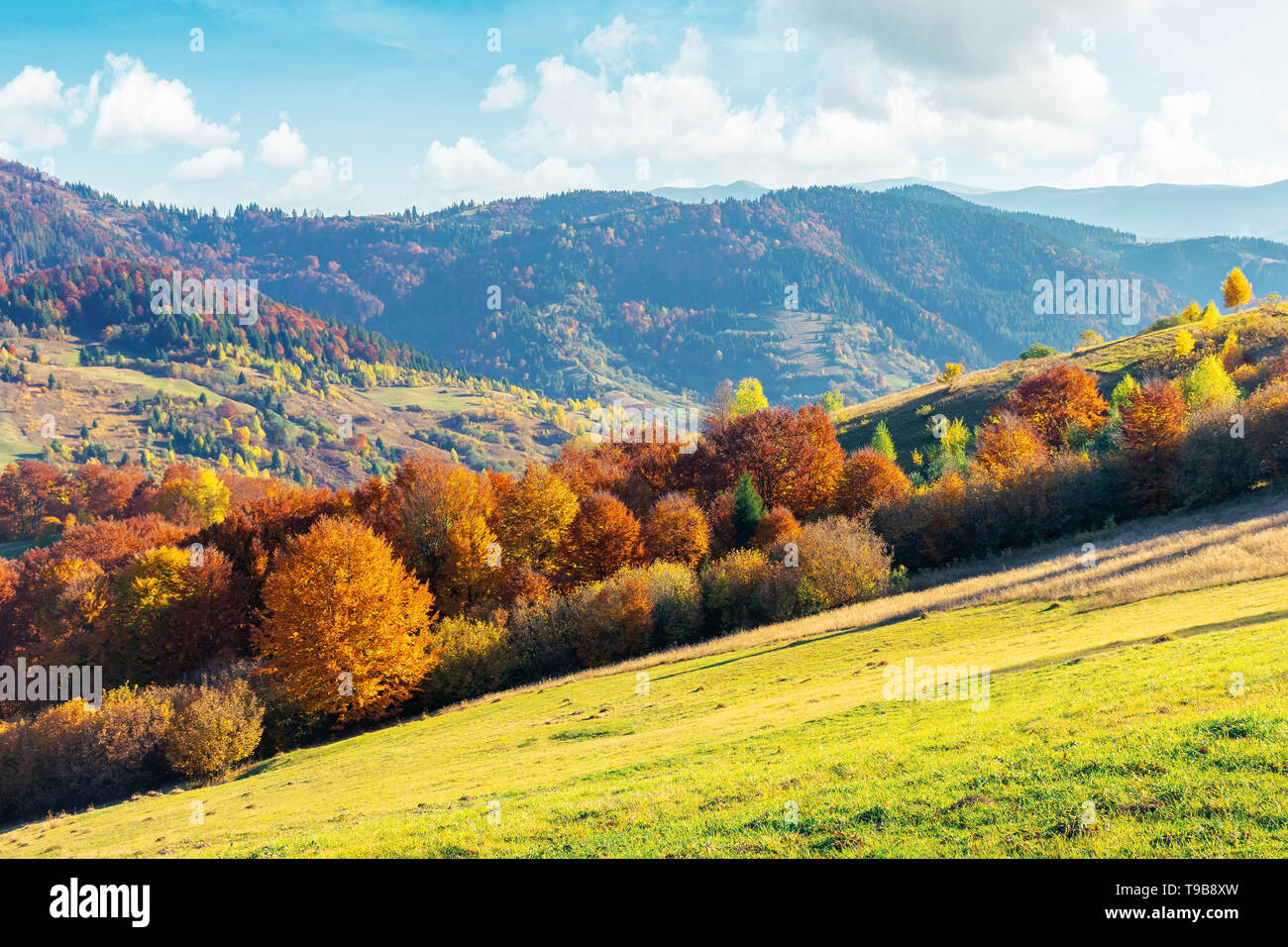sunny autumn afternoon mountain scenery. trees in fall foliage on the hillside. green grassy meadow. ridge in the distance. bright weather with clouds Stock Photo