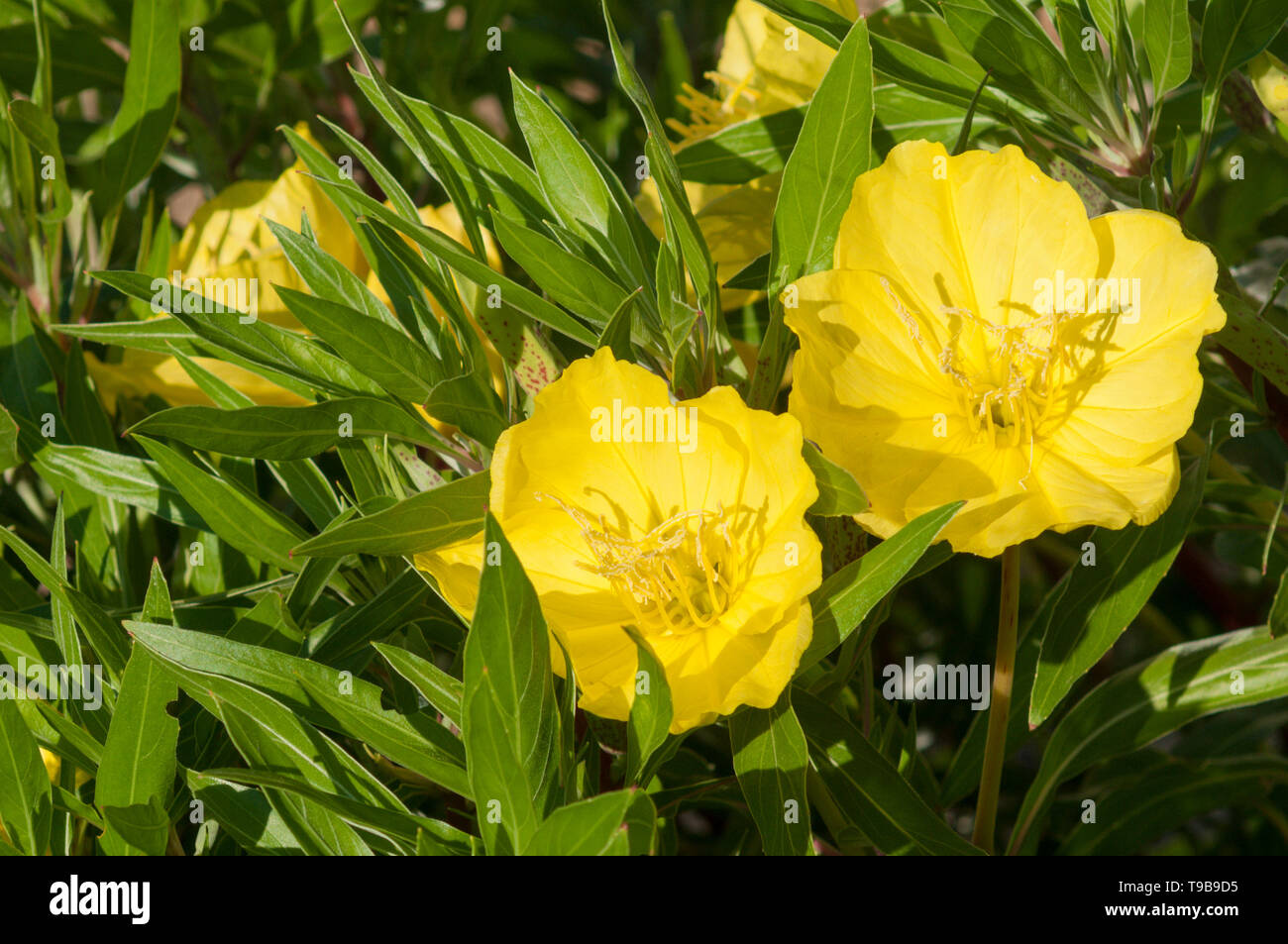 Evening primrose, Oenothera biennis Stock Photo