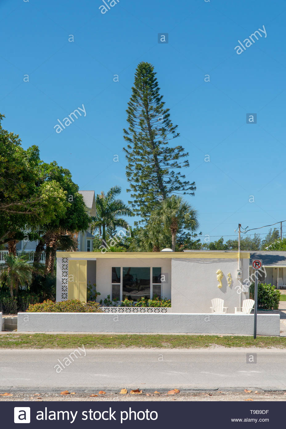 House And Norfolk Island Pine Tree On Anna Maria Island Florida Usa Stock Photo Alamy