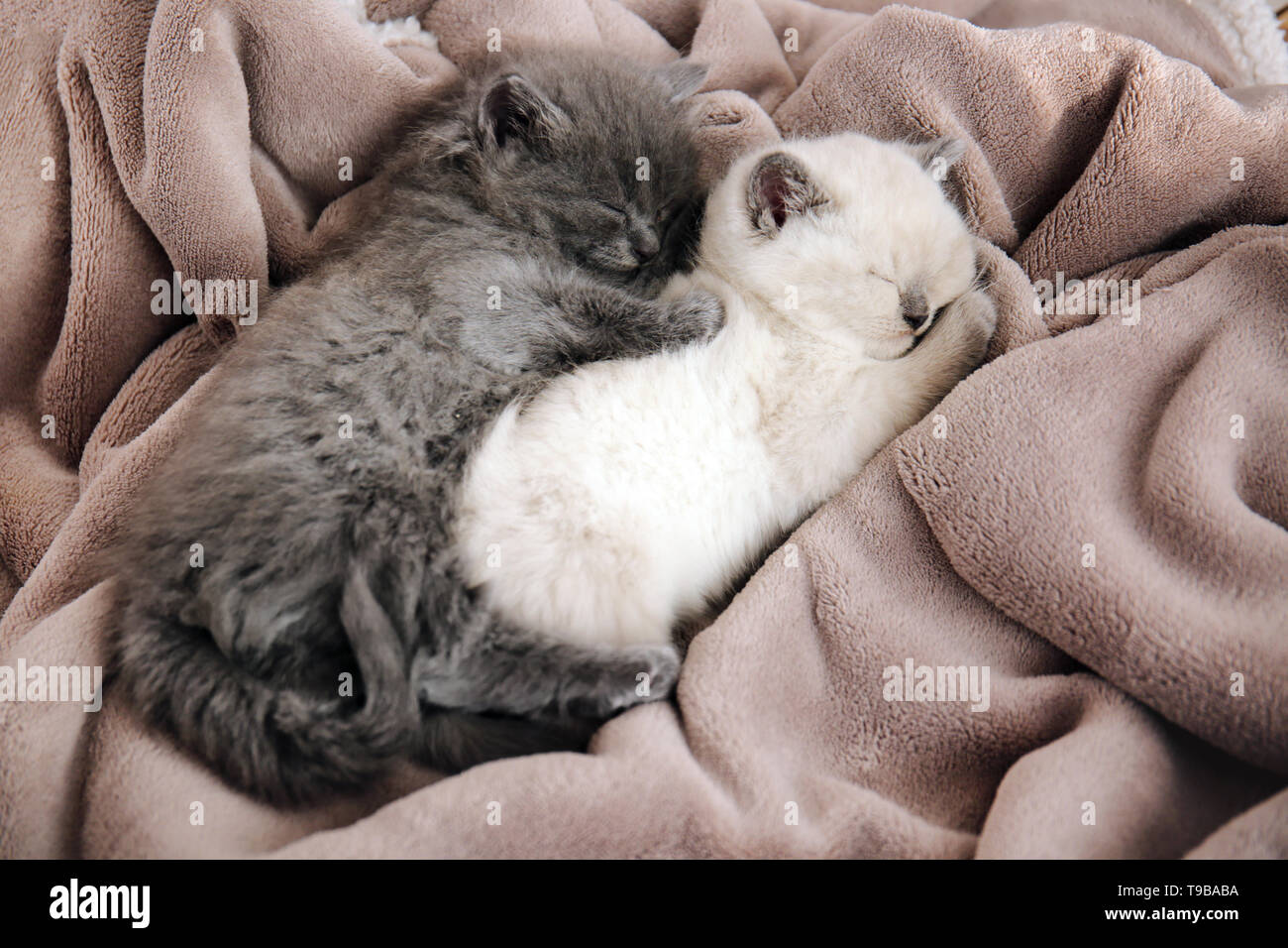 Cute little kittens sleeping on soft plaid Stock Photo