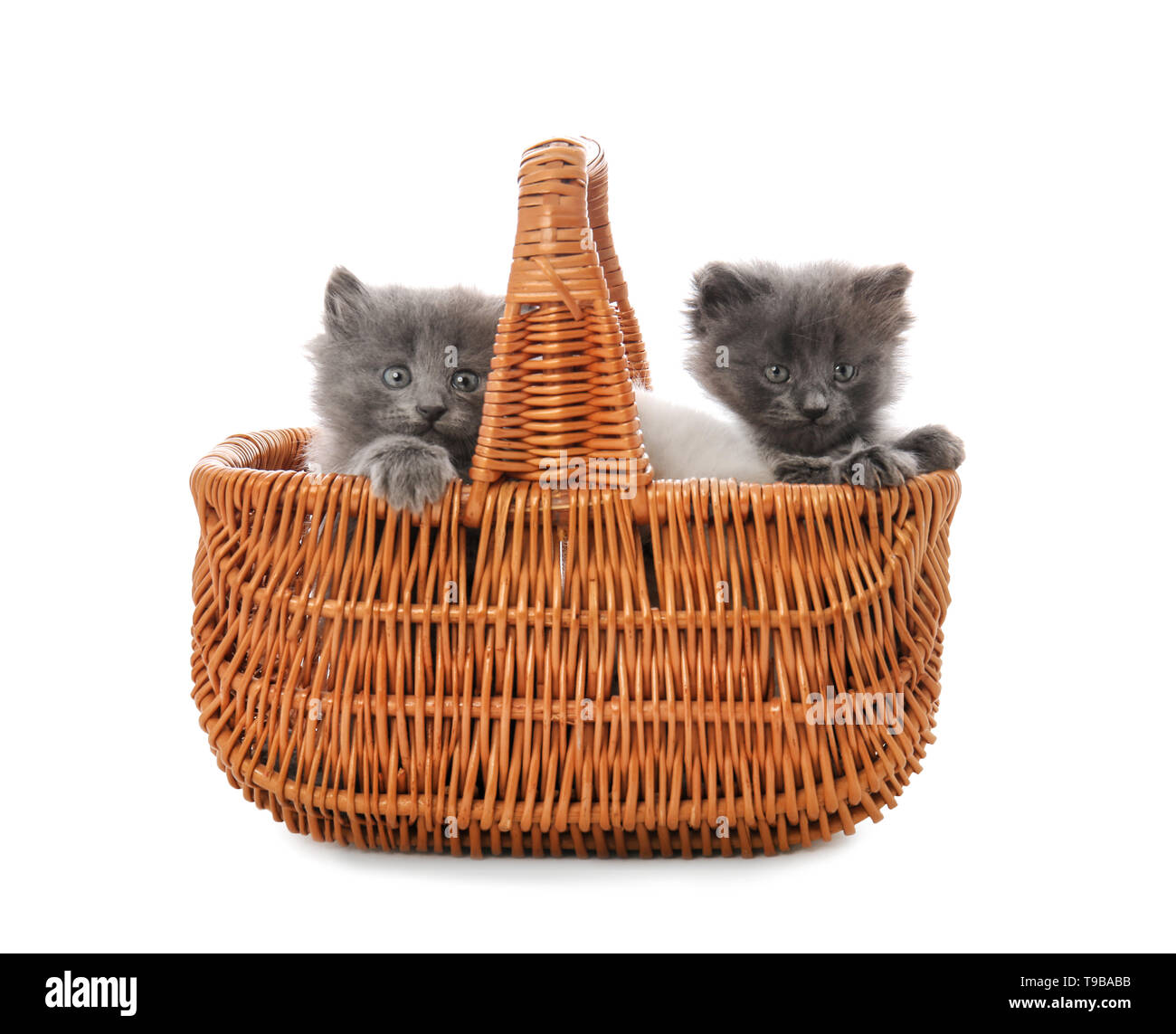 Cute little kittens in wicker basket on white background Stock Photo ...