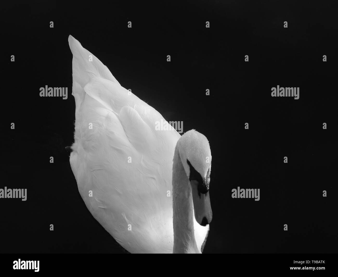 Swan city river Black and White Stock Photos & Images - Alamy