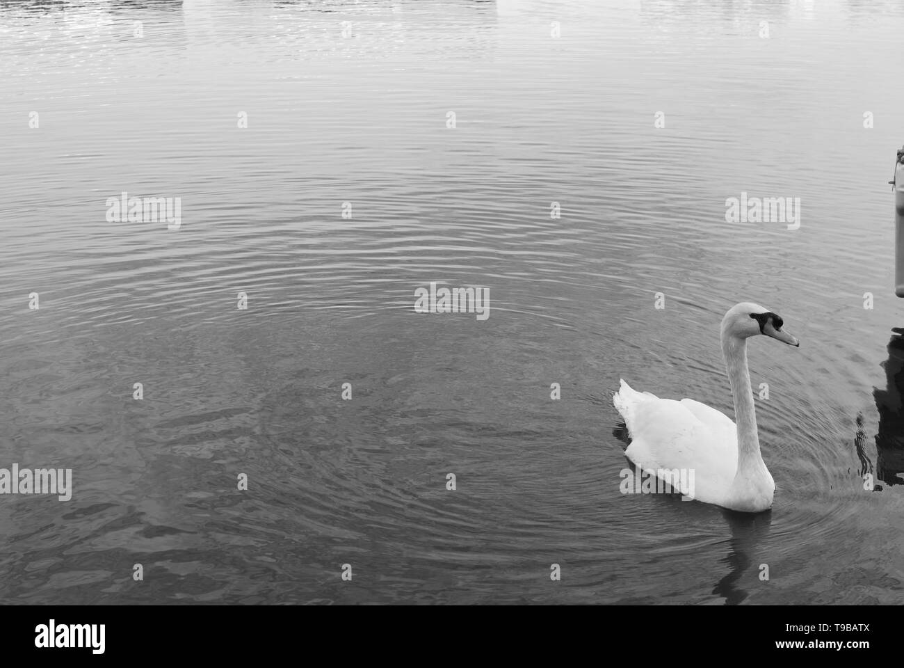 Swan city river Black and White Stock Photos & Images - Alamy