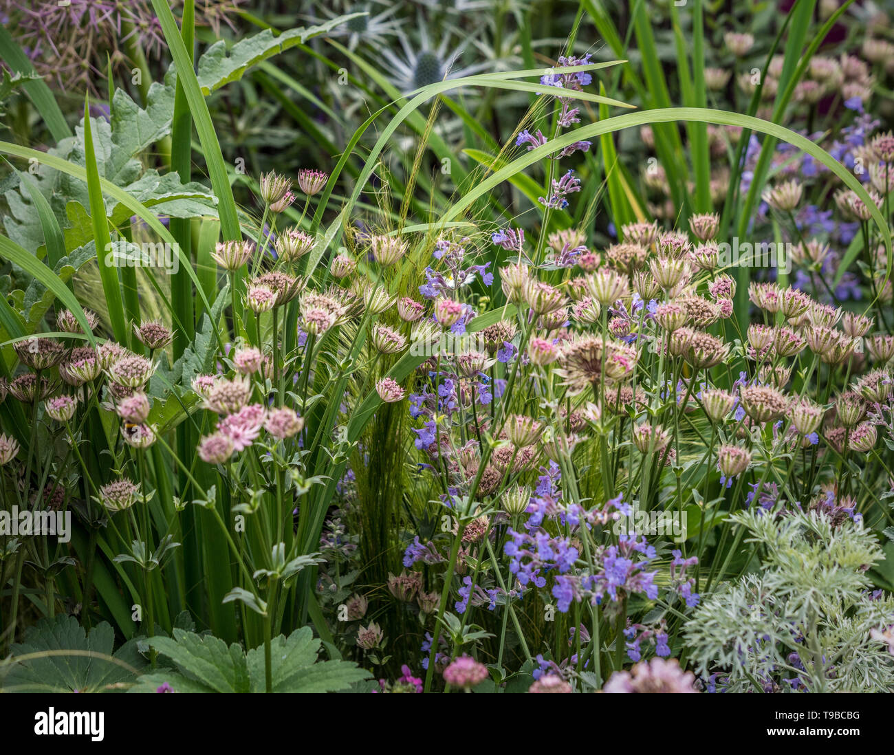 Mixed flowers in garden bed Stock Photo Alamy