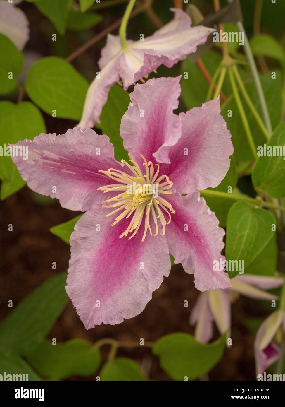 Clematis ‘Piilu’ Stock Photo